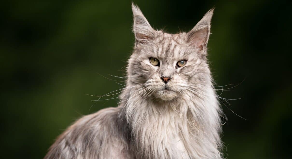 maine coon