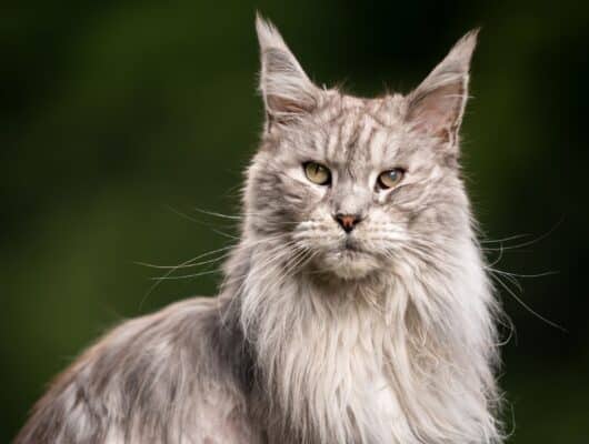 maine coon