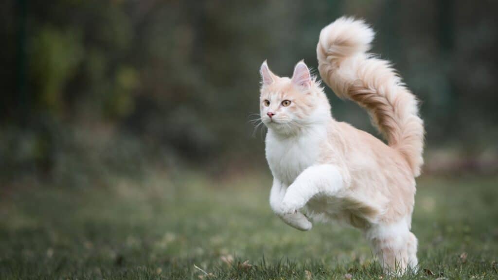 Maine Coon