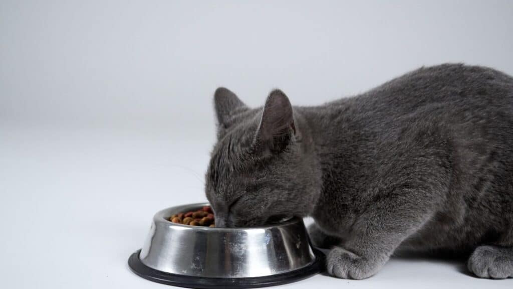 gri kedi cinsleri