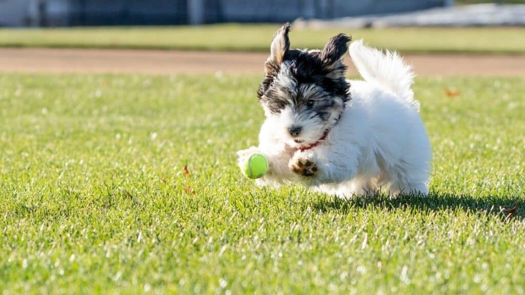 Havanese