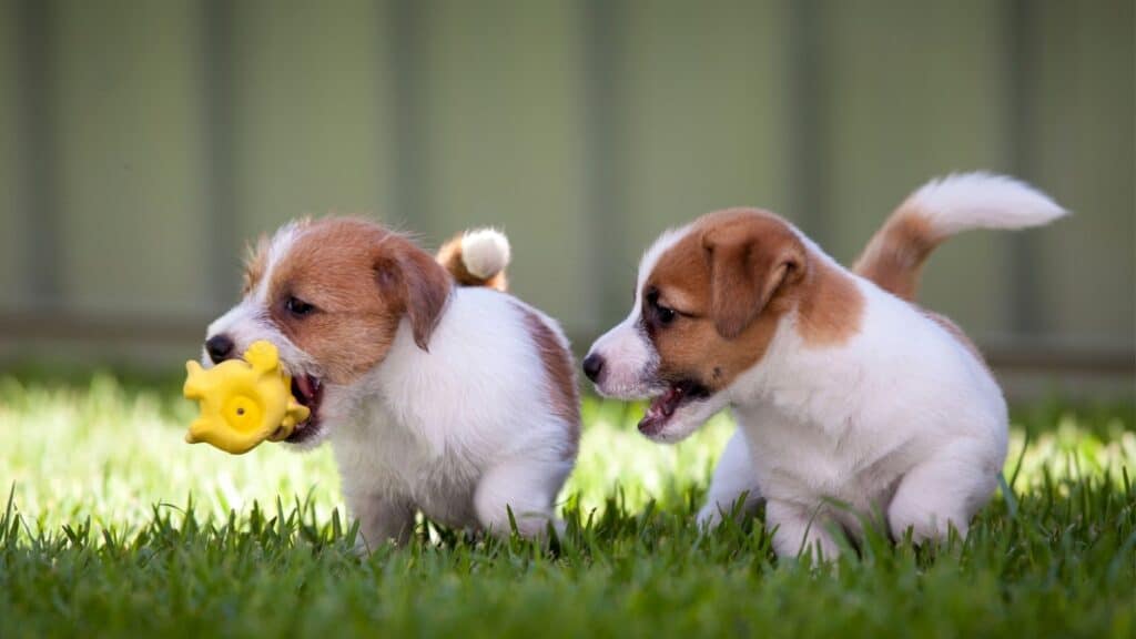 jack russell terrier