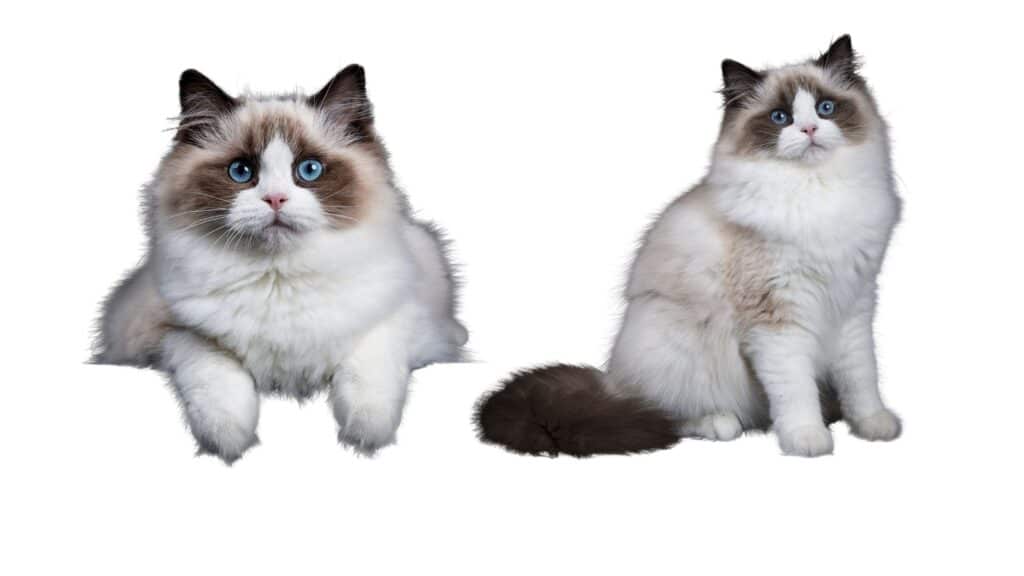 Ragdoll kedisi