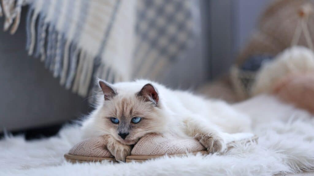 Ragdoll kedisi