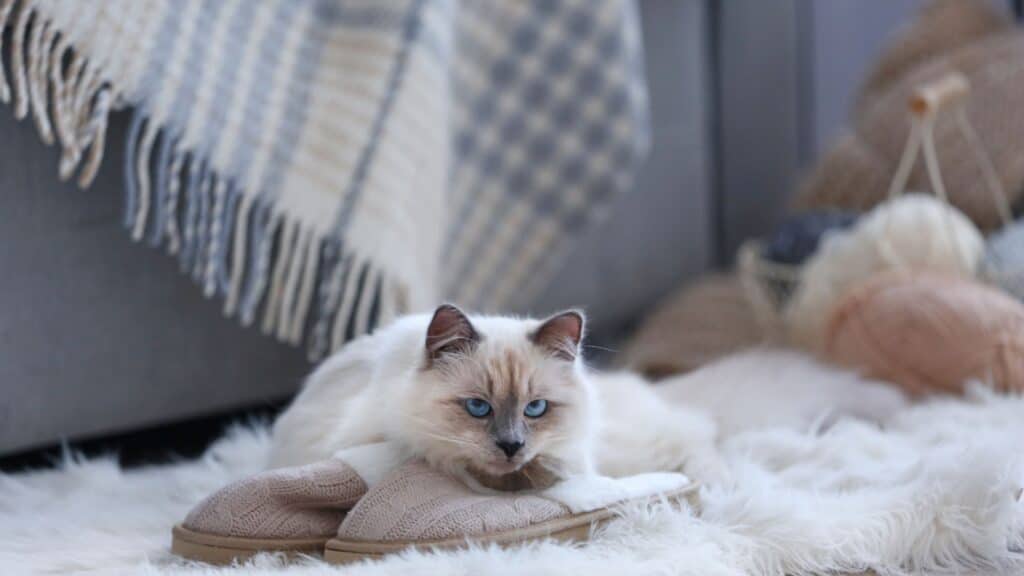 Ragdoll kedisi