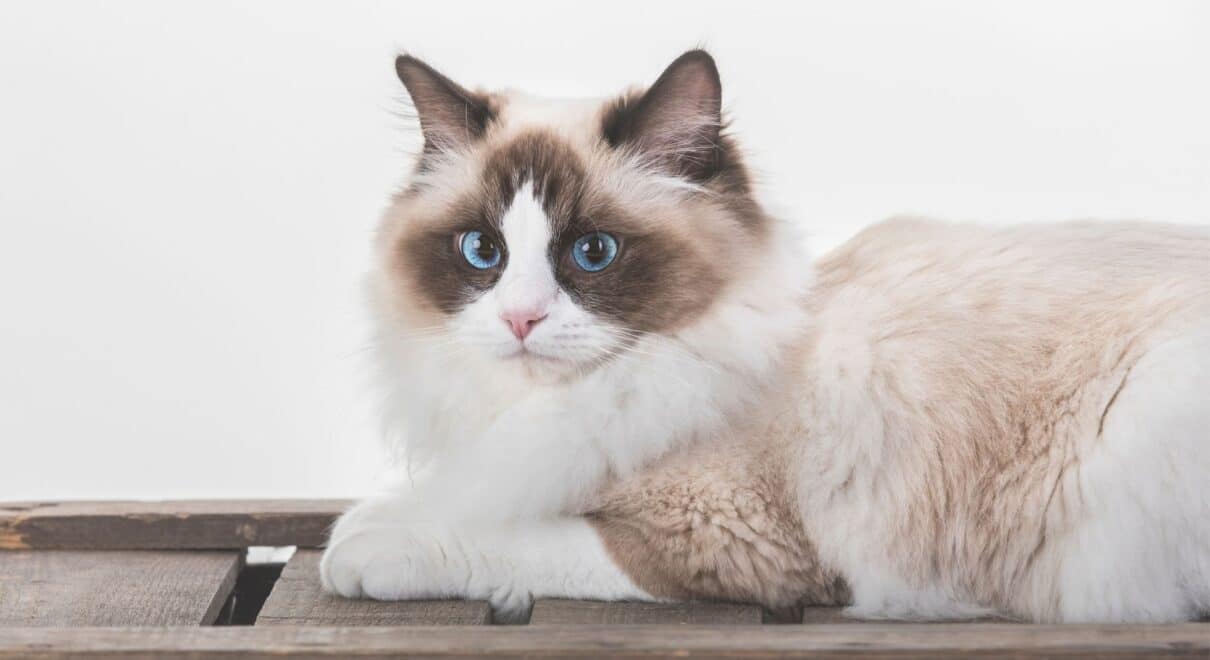 ragdoll kedisi