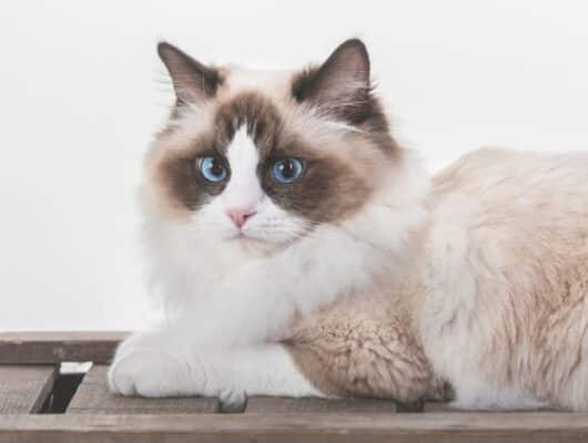 ragdoll kedisi