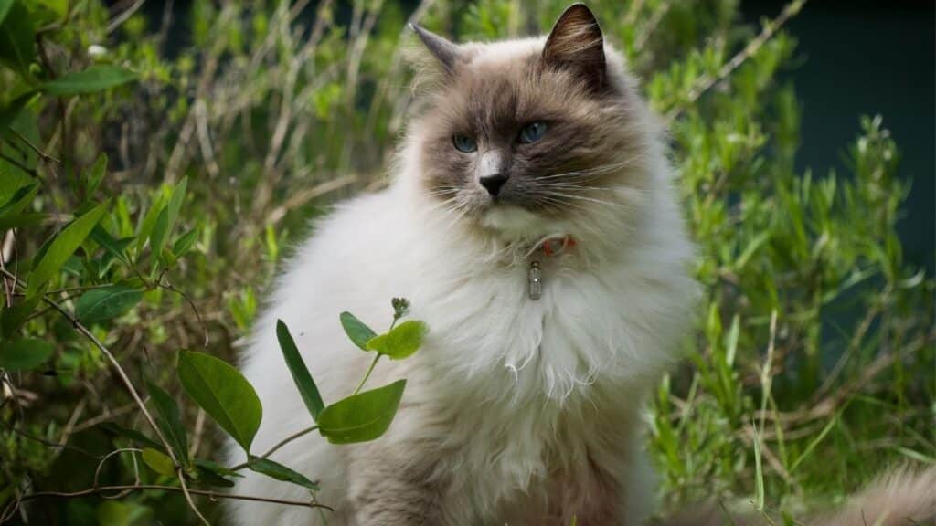 Ragdoll kedisi