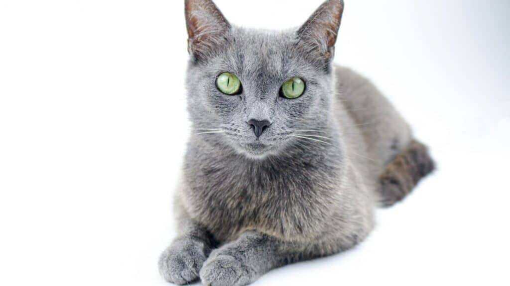gri kedi cinsleri