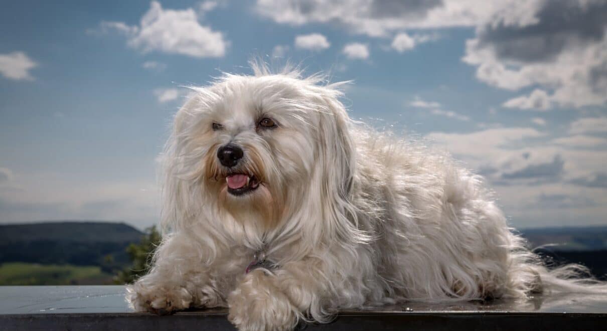 Havanese