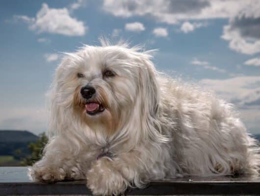 Havanese