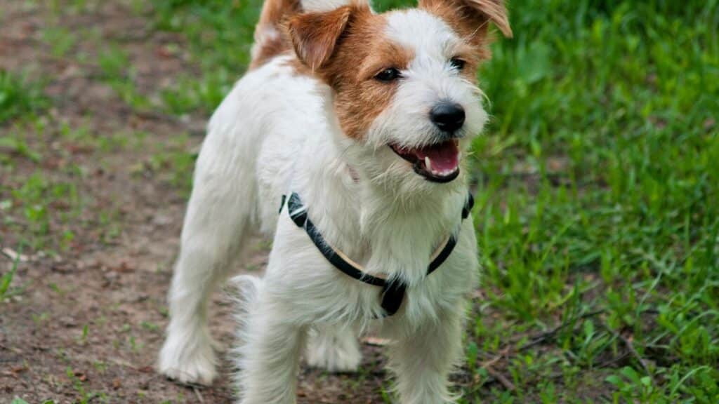 jack russell terrier