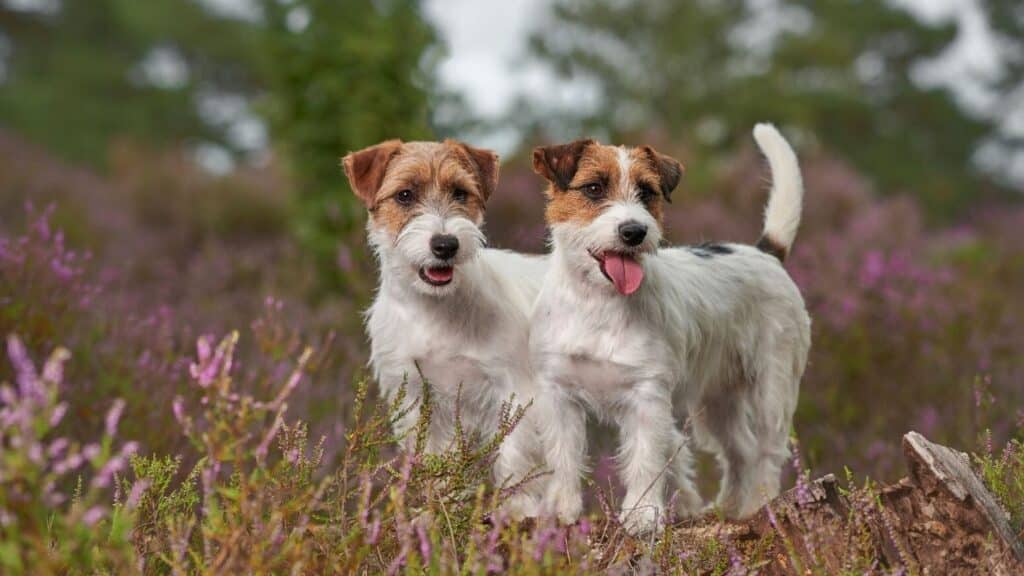 jack russell terrier
