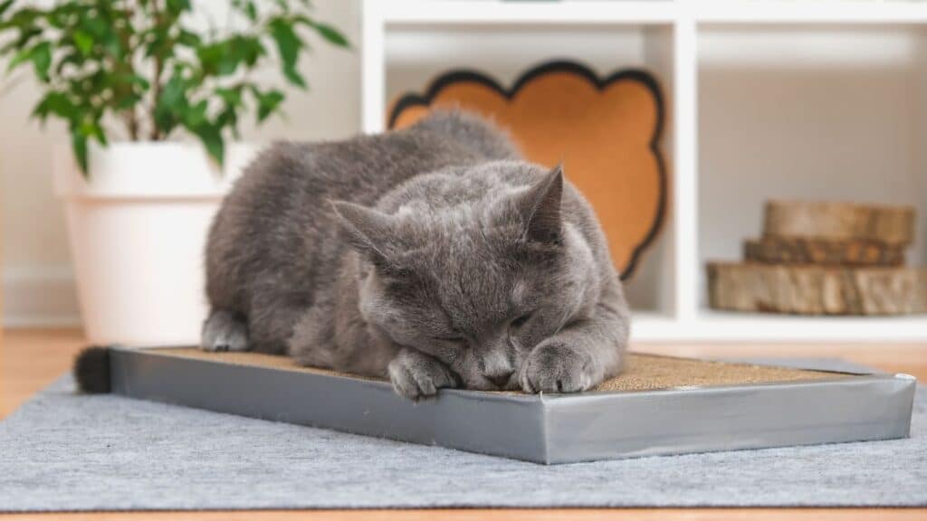 gri kedi cinsleri