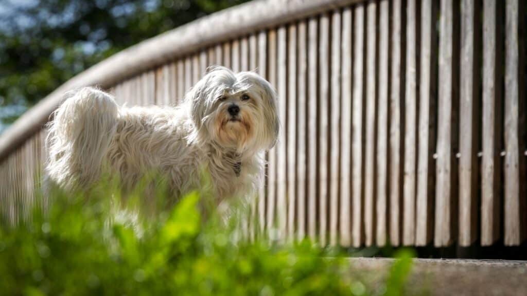 Havanese