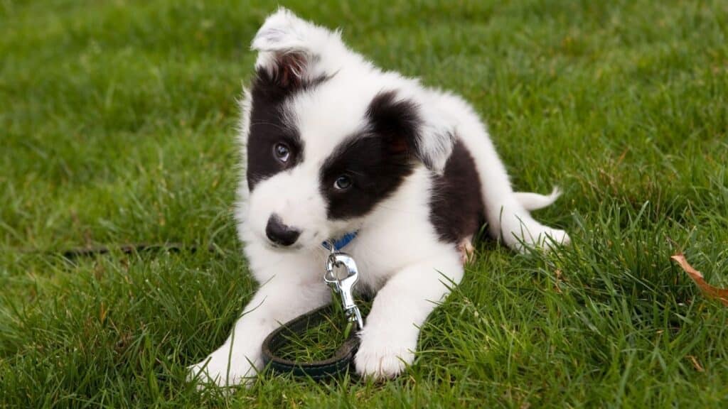 yavru border collie bakımı
