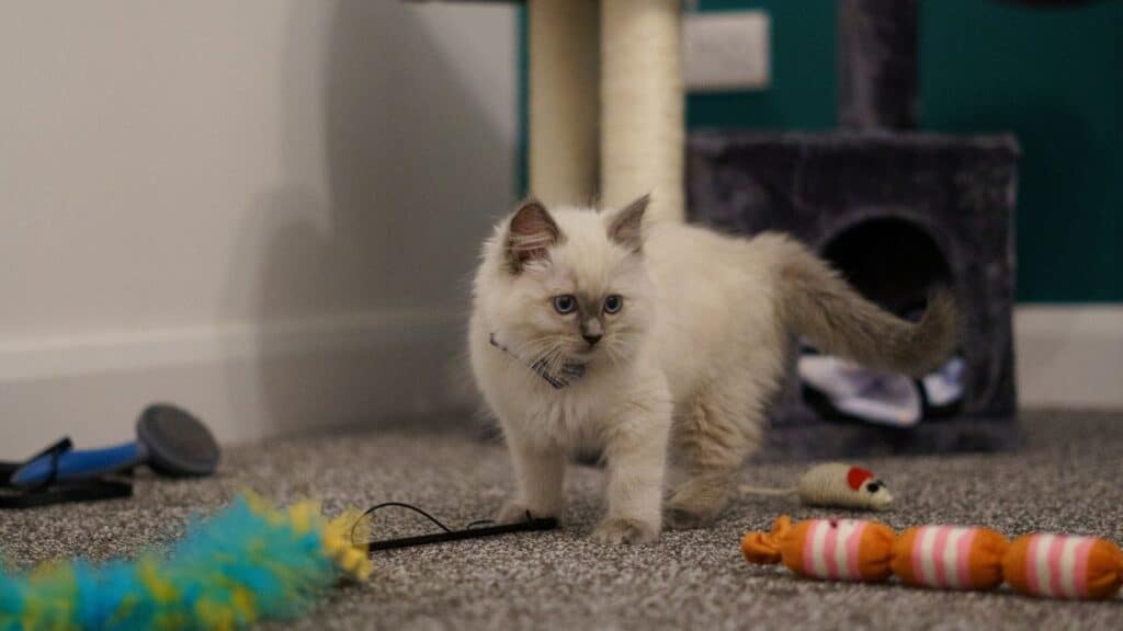 Ragdoll kedisi