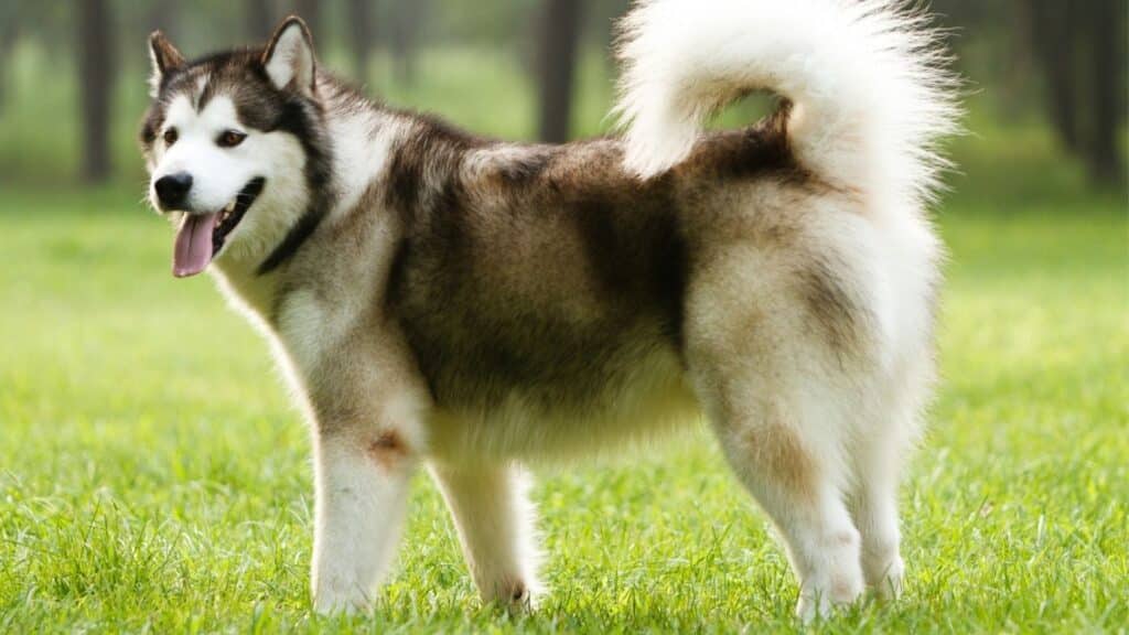 Alaska Kurdu