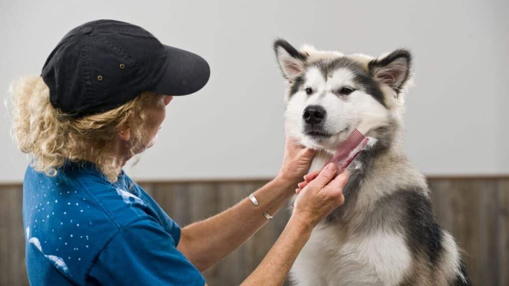 Alaska Kurdu
