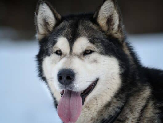 Alaska Kurdu