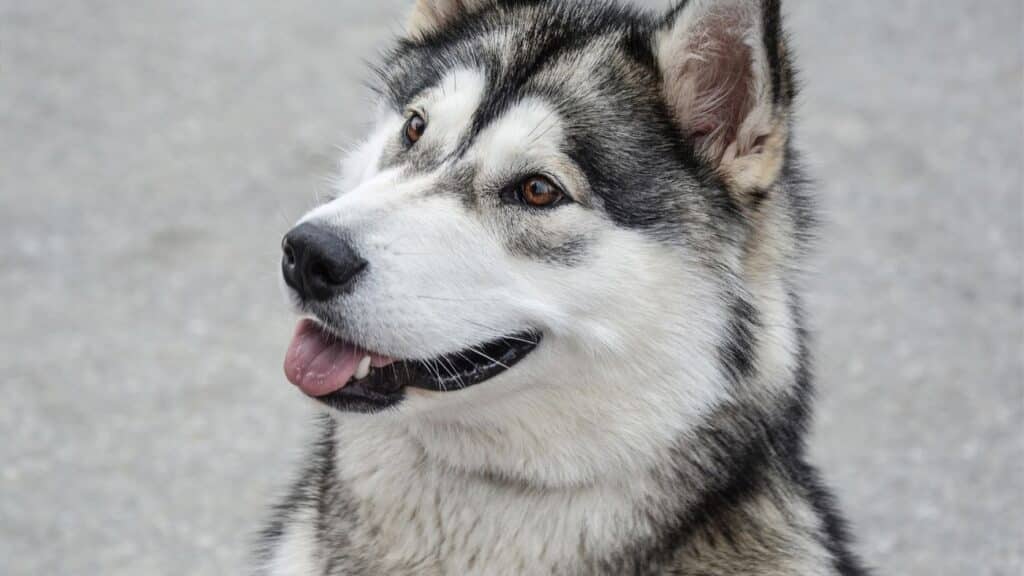 Alaska Kurdu