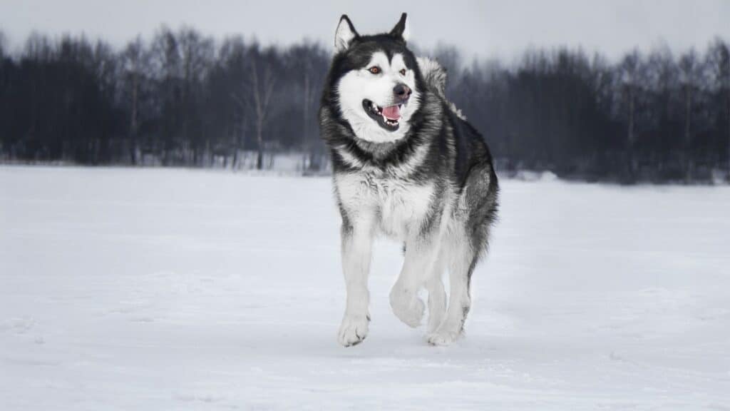 Alaska Kurdu