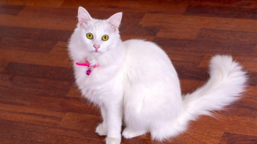 beyaz kedi cinsleri