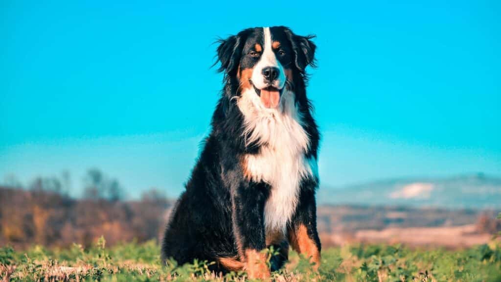bernese dağ köpeği