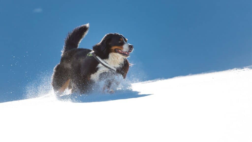 bernese dağ köpeği