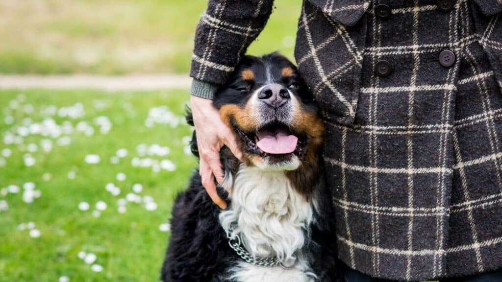 bernese dağ köpeği