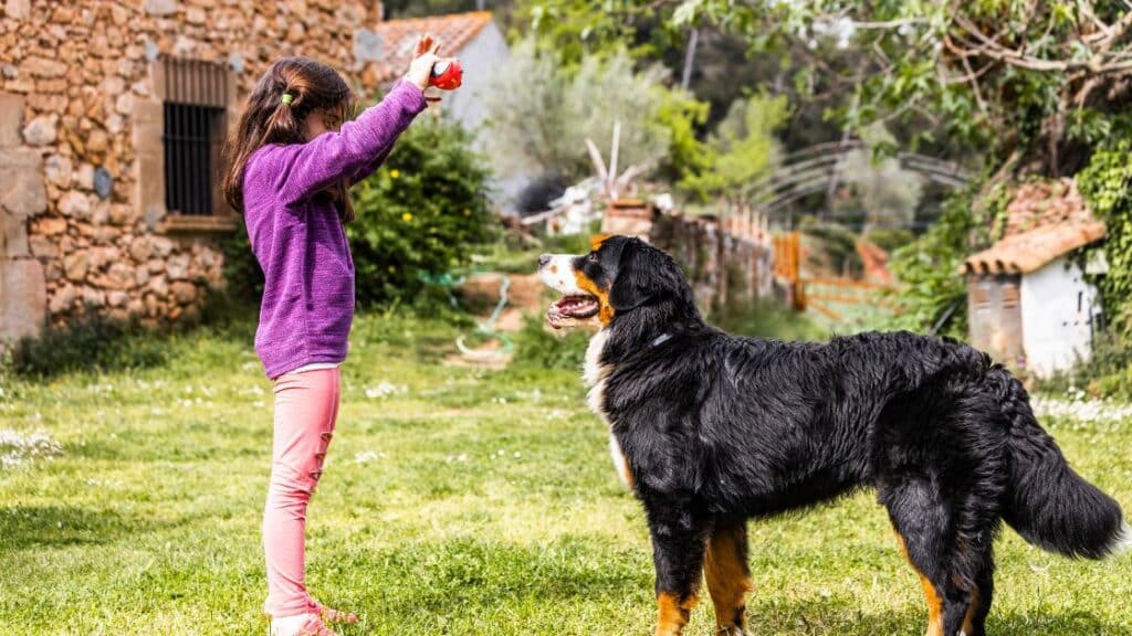 bernese dağ köpeği