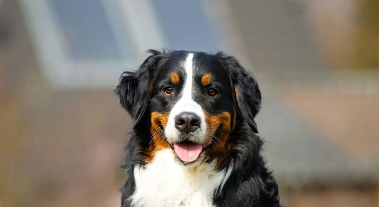 bernese dağ köpeği