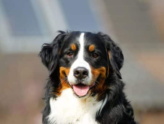 bernese dağ köpeği
