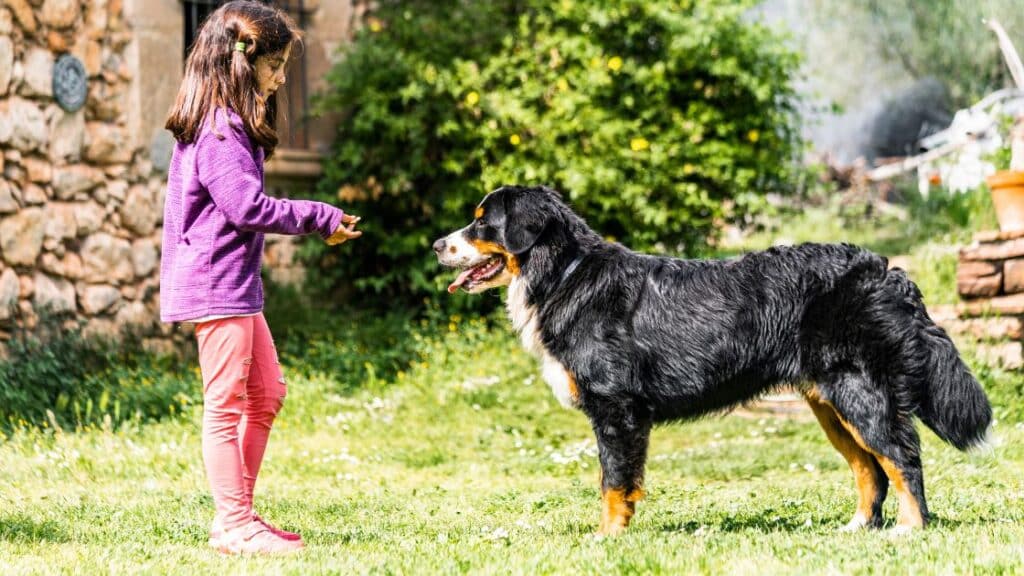 bernese dağ köpeği