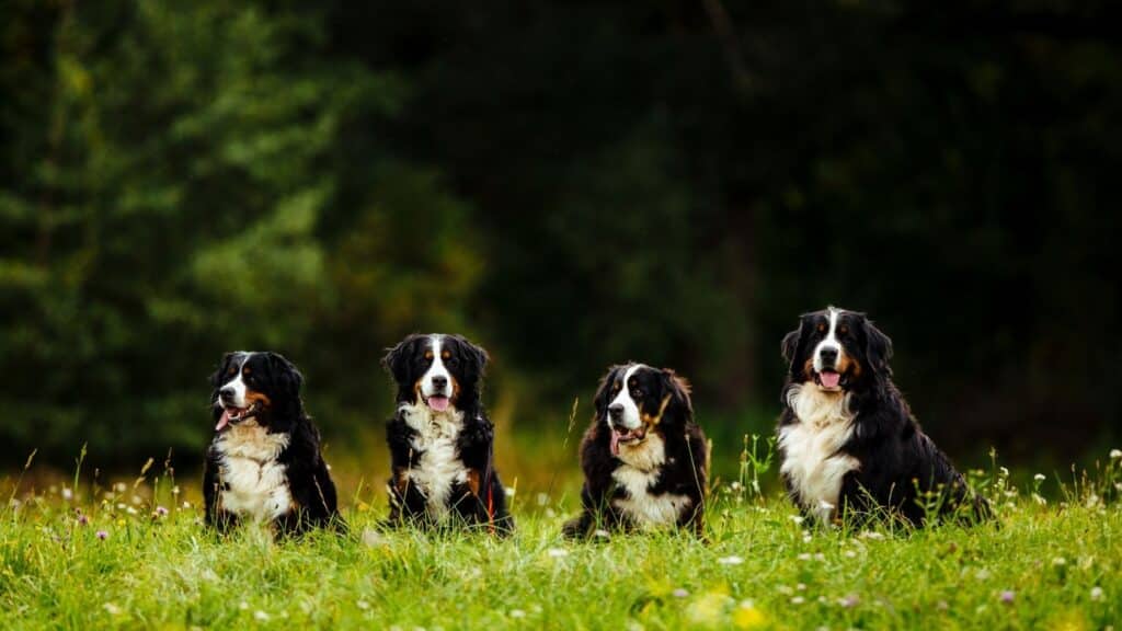 bernese dağ köpeği