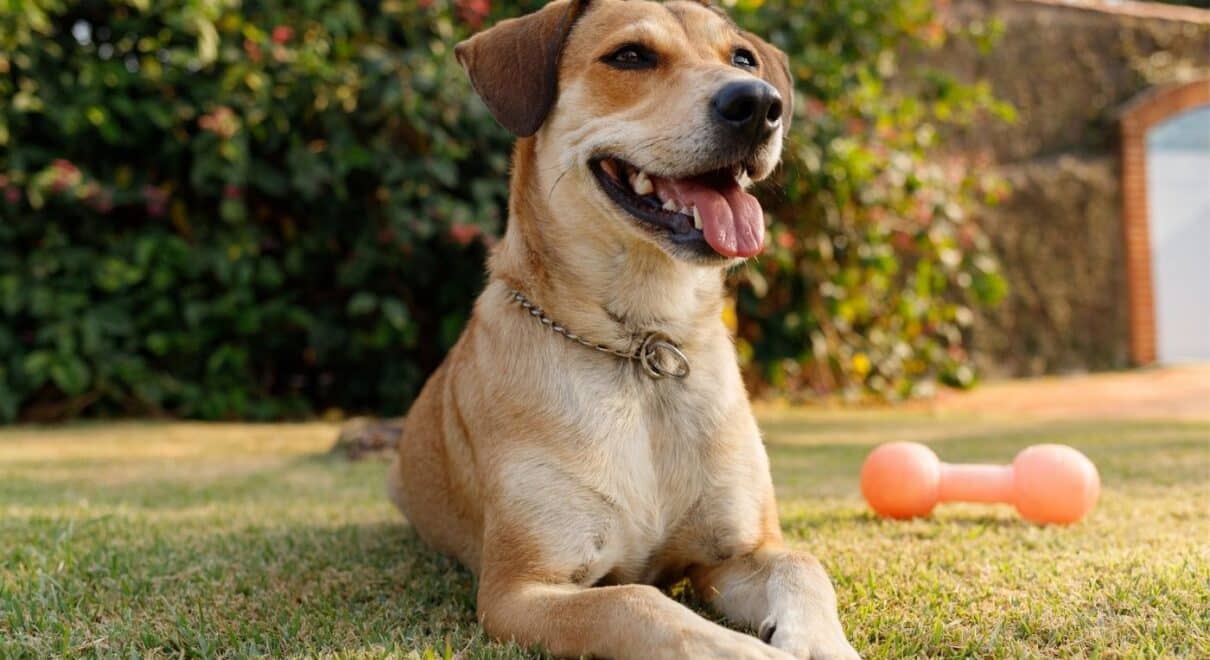 erkek köpek isimleri
