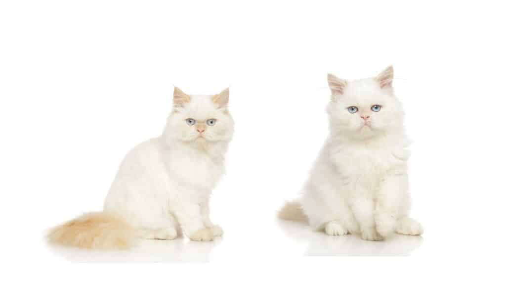 beyaz kedi cinsleri