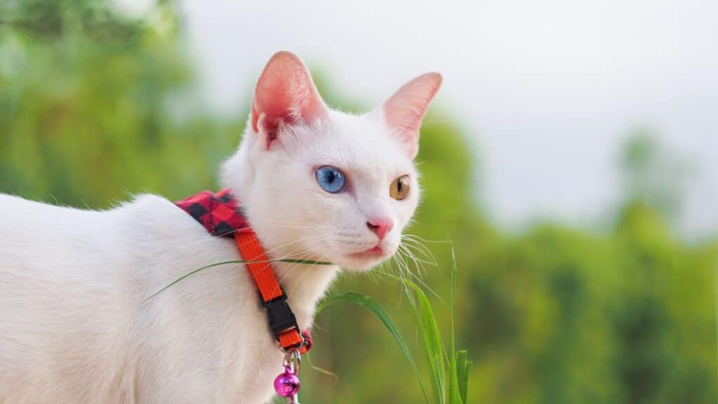 beyaz kedi cinsleri