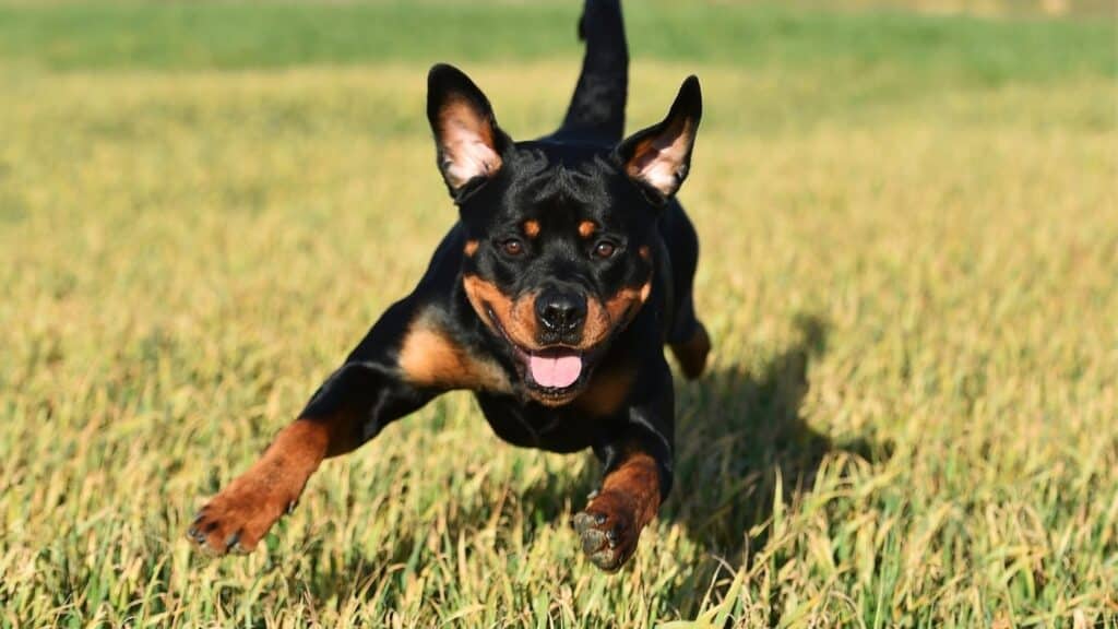 rottweiler
