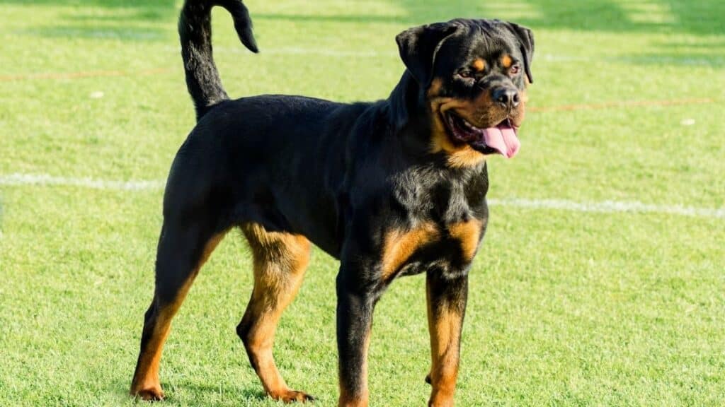 rottweiler