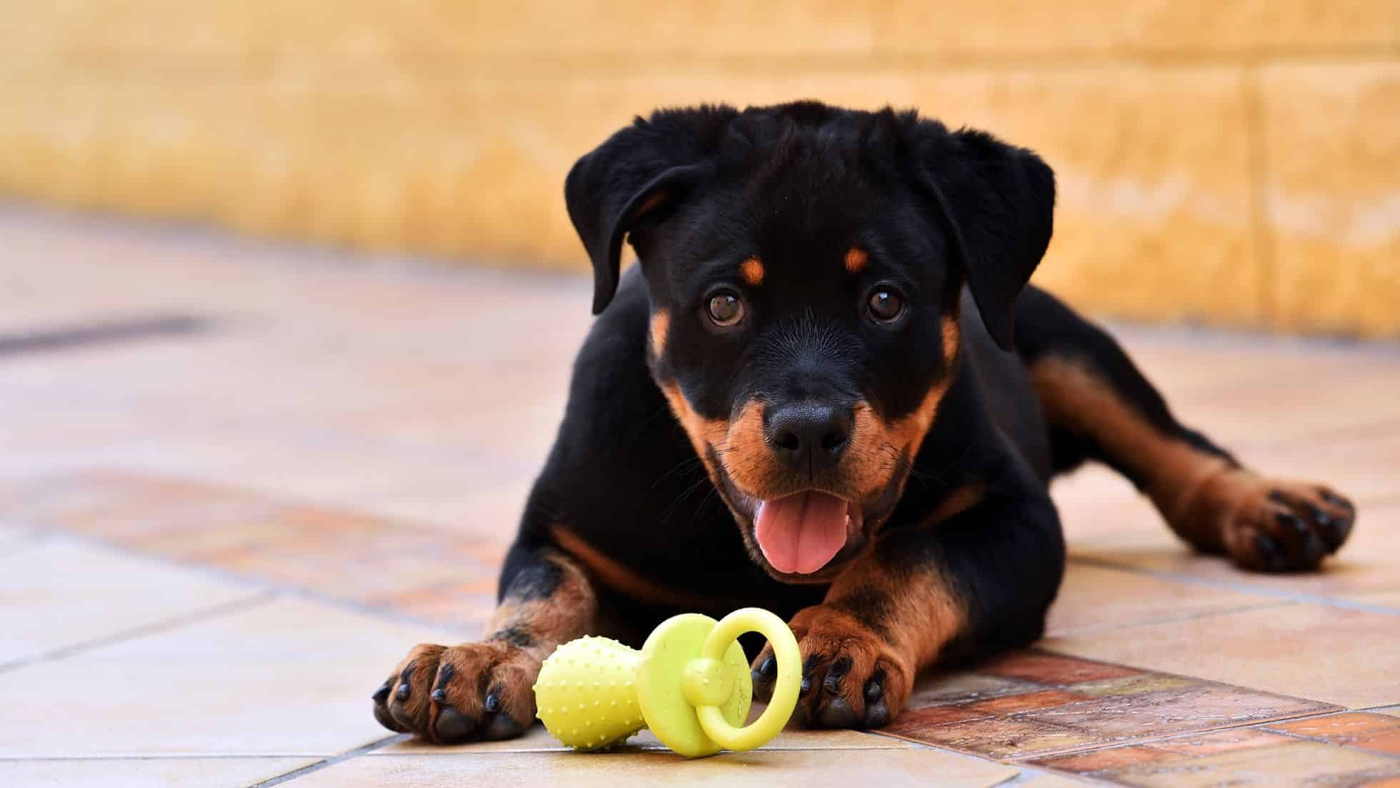 rottweiler
