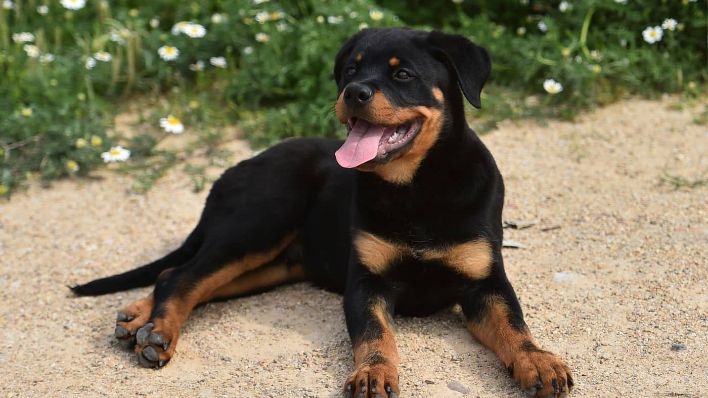 rottweiler