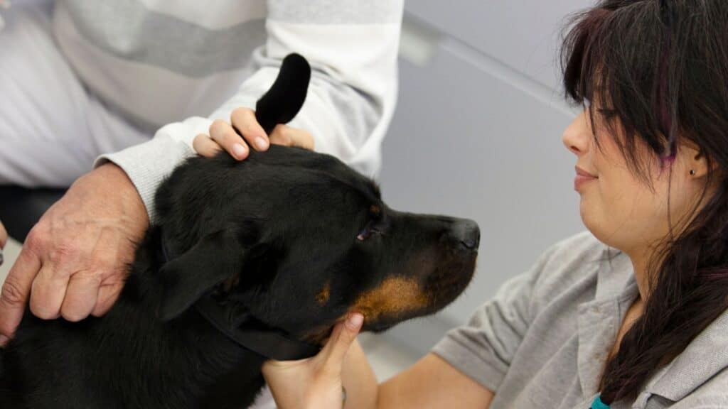 Rottweiler