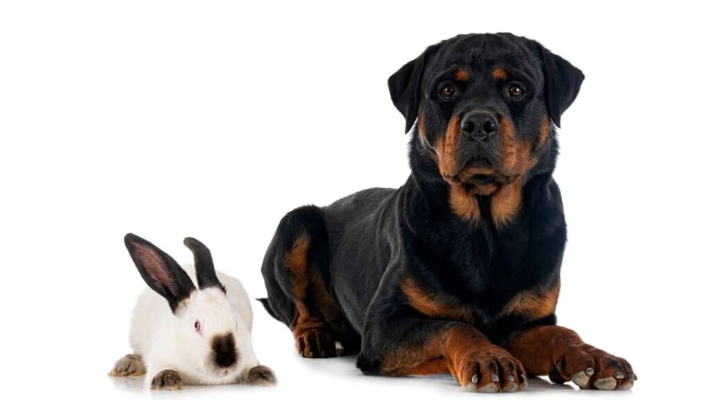 Rottweiler