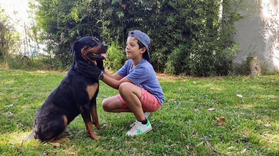 rottweiler