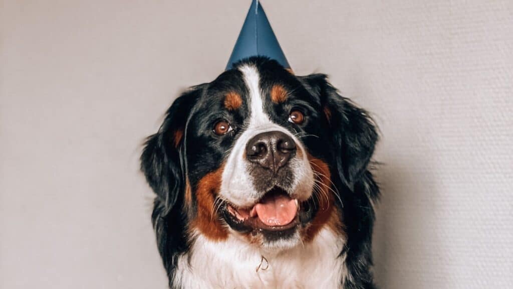 bernese dağ köpeği