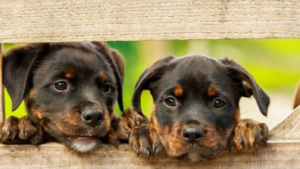 Rottweiler