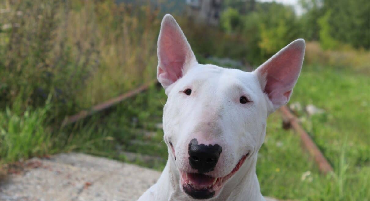 bull terrier