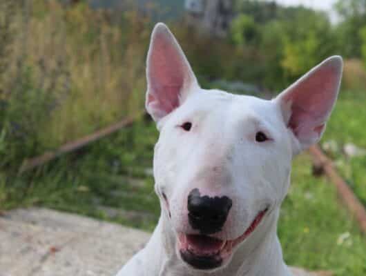 bull terrier