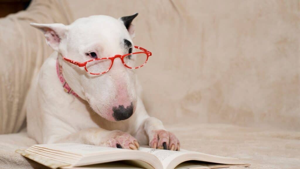 bull terrier